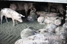 Schweine auf Teilspaltenboden 4