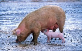 Schweinemutter mit Kind