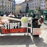 Demonstrationen zu Schiffskatastrophe: Kälber als Abfallprodukt der Milchindustrie