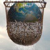Seaspiracy: Neue Doku über die Gräuel der Fischerei-Industrie