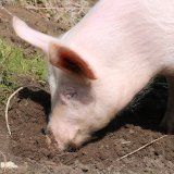 Gerettetes Schwein Anna: großes Bedürfnis nach Wühlen am Vollspaltenboden frustriert