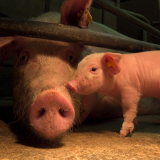 Käfighaltung beenden: Auch Schweine leiden in Käfigen