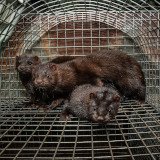 Pelzfarmverbot in Estland: Großer Erfolg für den Tierschutz!