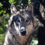 Der Wolf kehrt nach Österreich zurück