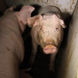 VGT begrüßt Initiative von SPÖ-LHStv.in Eisenkopf gegen Schweine-Vollspaltenboden