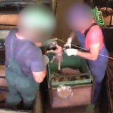 Schweinehaltungsskandal: Grausame Kastration und faule Ausreden