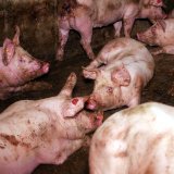 VGT veröffentlicht Video mit grauenhafter Tierquälerei aus besetzter Schweinefabrik