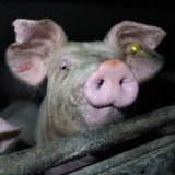 VGT: AMA Vorstoß Schweine Vollspaltenboden richtige Richtung aber nicht ausreichend