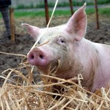 Jetzt: 2 Schweine aus größter Bgld Vollspalten-Tierfabrik befreit, vor Ort in Gehege