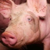 VGT veröffentlicht aktuelle Fotos und Filme aus der Schweinefabrik mit befreiten Schweinen