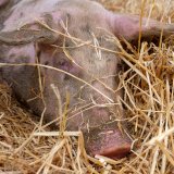VGT alarmiert: Befreite Schweine vor Tierfabrik mit dem Tod bedroht!