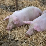 Neue Entwicklung bei Aktion Schweinebefreiung: Landwirt schenkt dem VGT die Tiere