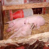 Sensationell: Die beiden Schweine aus Vollspalten-Tierfabrik erneut befreit!
