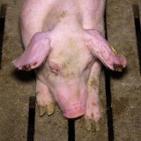 ÖVP-Spitzenkandidat von Liebenau Reichenberger gegen Schweine-Vollspaltenboden