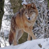 Einladung VGT-Pressekonferenz zum Wolf in Tirol mit einem Tiroler Wolfsexperten