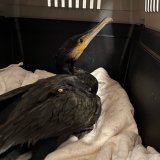 Kormoran mit offenem Flügelbruch von Tierschützer:innen gefunden
