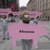 VGT-Aktion mit Pappschweinen gegen Vollspaltenboden: mehr als 1 Krankheit pro Tier