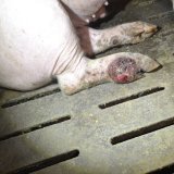 Schlachthof-Prozess: Gammelfleisch von kranken Tieren!