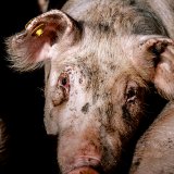 Grüne und ÖVP vertagen SPÖ-Antrag auf Verbot des Vollspaltenbodens Schweinemast