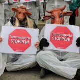 Demonstration gegen Tiertransporte vor der spanischen Botschaft