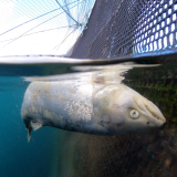 Aufgedeckt: Undercover-Aufnahmen enthüllen Tierleid in schottischen Lachszuchten