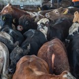 Unvorstellbare Zustände auf Tiertransportschiff - Alle überlebenden Rinder werden notgetötet
