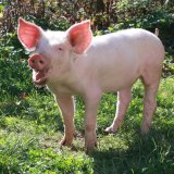 VGT präsentiert Geschichte von Schwein Anna: vom Vollspaltenboden in die Freiheit