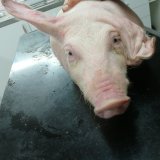 Mahnwache für Vollspaltenopfer Schwein Paul vor Bundeskanzleramt zum Ministerrat