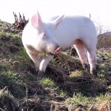 Vollspaltenboden: Schwein Anna zeigt auf 3. Video, wie wichtig ihr ein weicher Boden ist