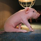 VGT deckt auf: schreckliche Zustände in NÖ Schweinezucht