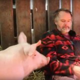 Vollspaltenboden: befreites Schwein Anna zeigt, wie wichtig ihr interessante Umgebung ist
