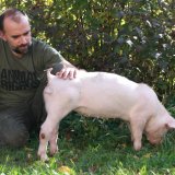 5. Video über Vollspalten-Schwein Anna: Schwanzbeißen Indikator für schlechte Haltung