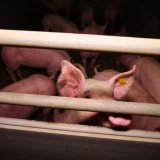 Tierschutz appelliert an Tierschutzminister Mückstein, die Schweine nicht zu vergessen