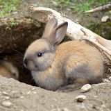 Private Haltung von Kaninchen