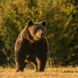 Auf Trophäenjagd - Der in der Stmk wohnhafte Prinz von Liechtenstein erschießt geschützten Bär in Rumänien