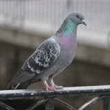 Tierschutz-Erfolg: Taubenschlag Innsbruck bleibt