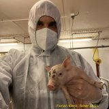 Falter-Chefredakteur Klenk im VGT-Podcast auf Radio Orange 94,0 zu Schweinefabriken