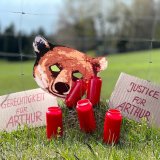 Gerechtigkeit für Bär Arthur: Tierschützer:innen fordern Ende der Trophäenjagd