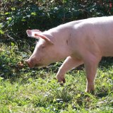4665 Krankheiten bei 3777 Schweinen auf Vollspaltenboden: Video gerettetes Schwein Anna