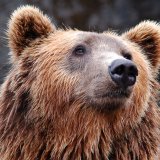 Was sagt ein ehemaliger Trophäenjäger über den Tod des Braunbären Arthur in Rumänien?
