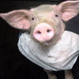 VGT veröffentlicht Video Befreiung von Schwein Anna aus Tierfabrik mit Vollspaltenboden