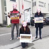 Bundesweit Tierschutzdemos vor allen 9 ÖVP-Zentralen wegen Vollspaltenbodenverbot