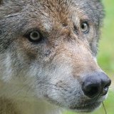 VGT zeigt Jäger in Pertisau, Tirol, wegen illegalem Wolfsabschuss an