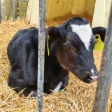Protestwoche gegen die Milchindustrie: VGT macht auf Tierleid aufmerksam