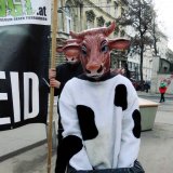 Tag der Milch: Tierschutz-Protest vor NÖM-Zentrale