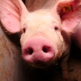 Einladung VGT-Aktion Wien: Schweine-Vollspaltenboden stinkt zum Himmel