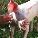 Befreites Schwein Anna zeigt, wie viel Bewegung und Platz ein glückliches Schwein braucht