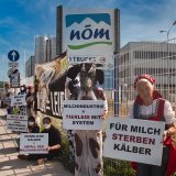 Die „blutige“ Milch: Protest zum Weltmilchtag