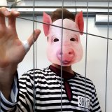 Einladung: Mittwoch VGT-Aktion zu Schweine gefangen auf Vollspaltenboden