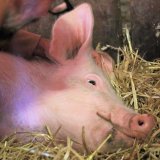 Donnerstag Hearing Tierschutzvolksbegehren im Parlament: hört Schwein Anna zu!